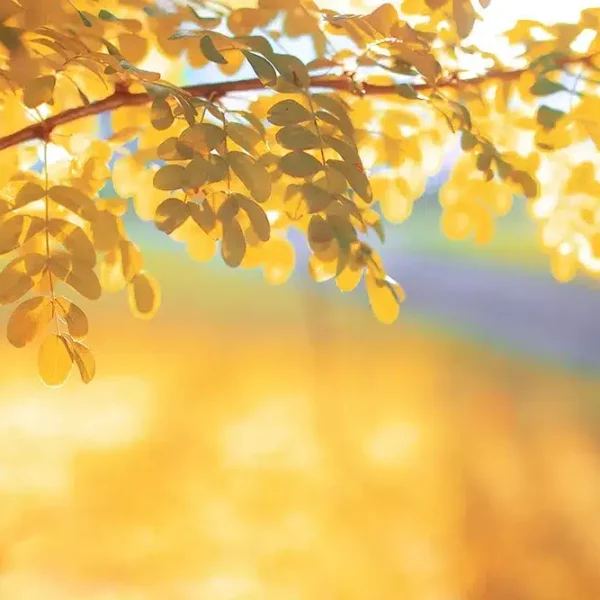 autumn-park-leaf-sun(1)